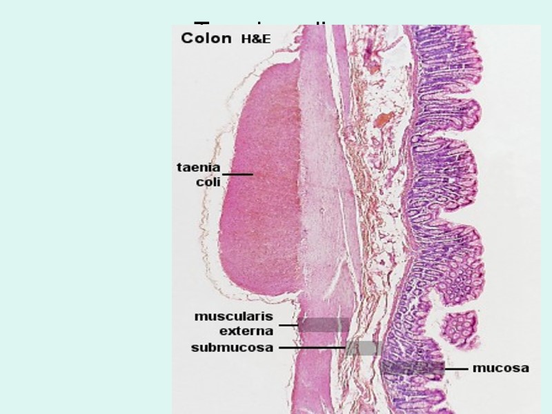 Taenia coli